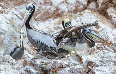 It's American Pelicans in Peru, South America