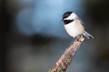Carolina Chickadee Perched Delicately on a Slender Branch