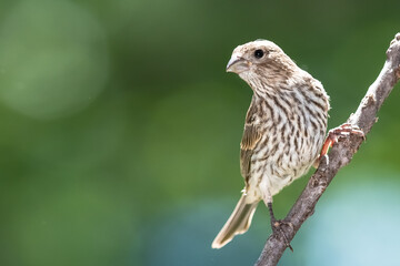 House Finch Perched on a Tree Branch
