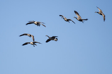 Flock of Canada Geese Flying in a Blue Sky