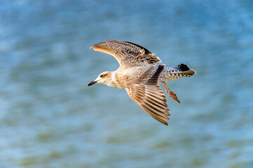 Little bird flyes in the sky
