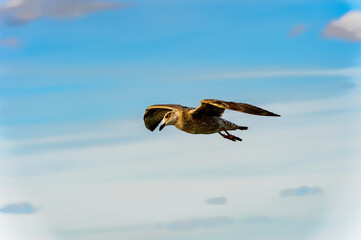 Little bird flyes in the sky