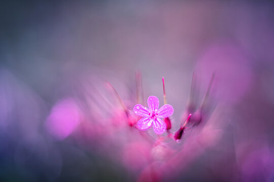 Little pink flower geranium robertianum soft focus