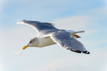 Little bird flyes in the sky