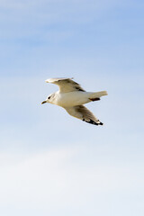 Sea gull flyes in the sky