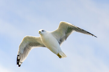 Little bird flyes in the sky