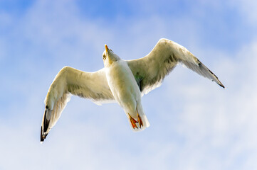Sea gull flyes in the sky