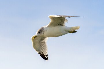 Sea gull flyes in the sky