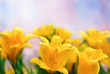 Bright yellow lilies close-up on a light background
