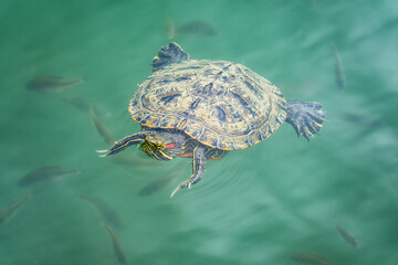 Red-eared turtle swim in the pond with turquoise water. Red-eared slider, Trachemys scripta elegans