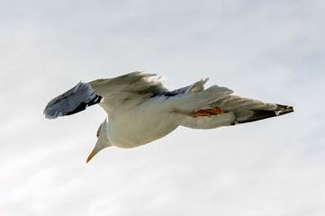 Sea gull flyes in the sky