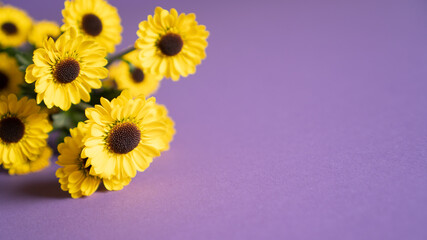 Yellow isolated chrysanthemums on a purple background for greeting cards. Mums flowers as background with text space.