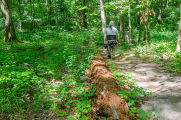 visitor on footpath in the forest, chinnabee silent trail, talladega national forest, alabama, usa