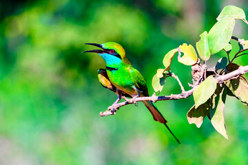 Little bee eater bird in Sri Lanka