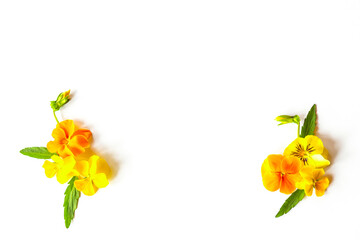 Spring or summer flower composition with yellow violets on white background. Flat lay, copy space. flowers concept