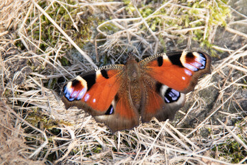 butterfly on the grass