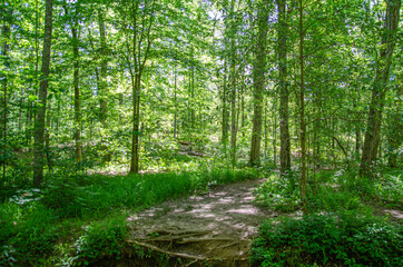 footpath in the forest, chinnabee silent trail, talladega national forest, alabama, usa