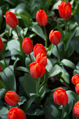 It's Red tulips in the Keukenhof park in Netherlands