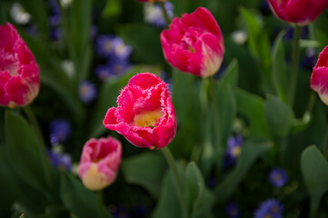 Fototapeta premium It's Spring flowers in the Keukenhof park in Netherlands