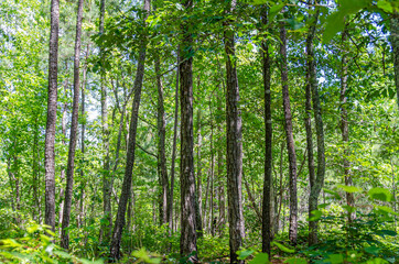 forest in the morning