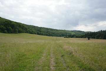 summer landscape with grass and sky