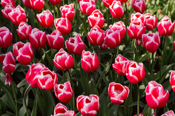 It's Pink and white tulips in the Keukenhof park in Netherlands