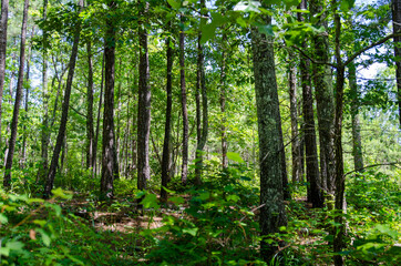 trees in the forest