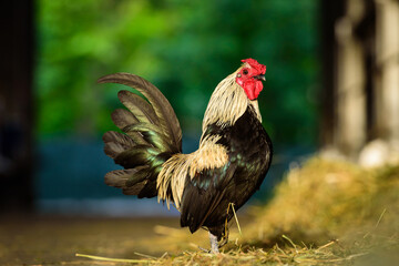 a small colored rooster © Pinosub