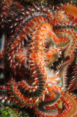 Bearded fireworm (Hermodice carunculata)