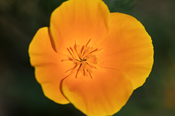 Eine schöne orange Blume auf einem grünen Hintergrund, die mit einer Makroobjektiv fotografiert wurden.