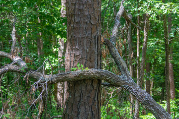 fallen tree embraces trunk of another tree in talladega national forest, cheaha mountain, alabama, usa