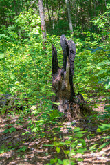 burned-out stump in talladega national forest, cheaha mountain, alabama, usa