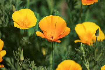 Fototapeta premium Viele schöne orange Blume auf einem grünen Hintergrund, die mit einer Makroobjektiv fotografiert wurden. 