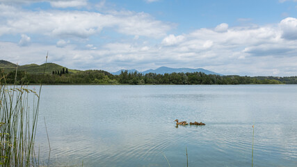Duck family swimming on a lake water on a sunny landscape in Banyoles, Catalonia
