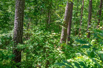 Fototapeta premium trees in the forest