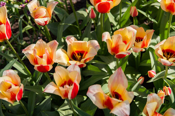 It's Spring flowers in the Keukenhof park in Netherlands