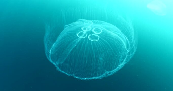 moon jellyfish scenery underwater moving slow and close sun beams and sun rays ocean scenery