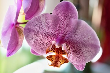 Orchidee Patrizia