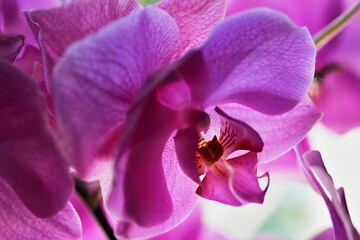 Orchidee Patrizia