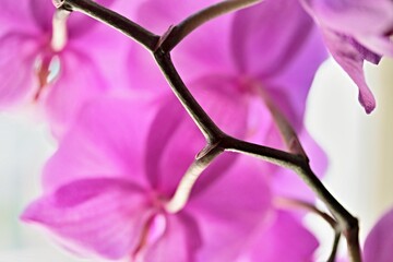 Orchidee Patrizia