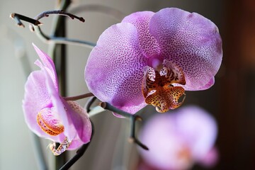 Orchidee Patrizia