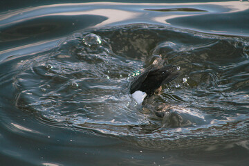 Tufted duck (Aythya fuligula) in Belarus