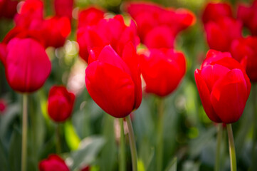 It's Red tulips in the Keukenhof park in Netherlands
