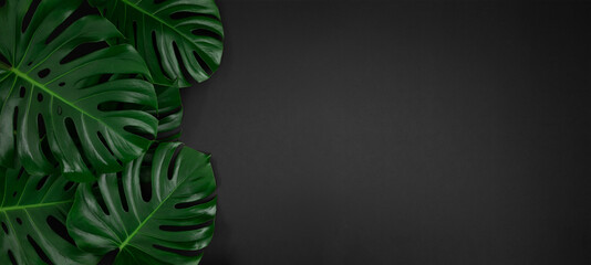 Ttropical monstera leaves on abstract black background with copy space - obrazy, fototapety, plakaty