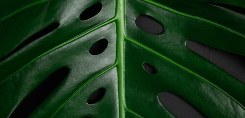 Fototapeta na wymiar Closeup view of monstera leaf