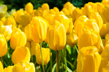 It's Yellow tulips in the Keukenhof park in Netherlands