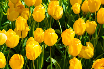 It's Yellow tulips in the Keukenhof park in Netherlands