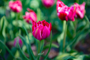 It's Spring flowers in the Keukenhof park in Netherlands