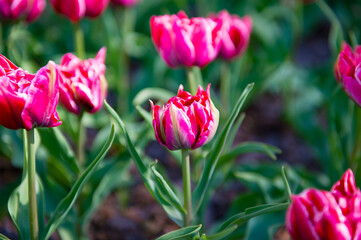 It's Spring flowers in the Keukenhof park in Netherlands
