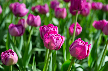 It's Beautiful tulips in the Keukenhof park in Netherlands